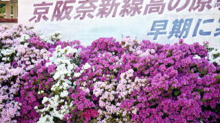 高の原駅のツツジ